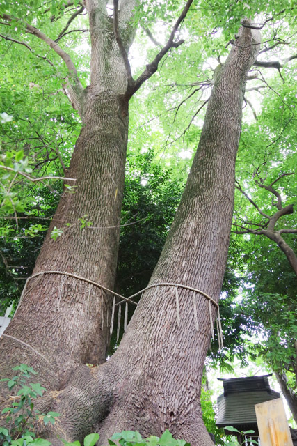 七五三や初宮参りにおすすめの神社 鳩ヶ谷氷川神社　川口市