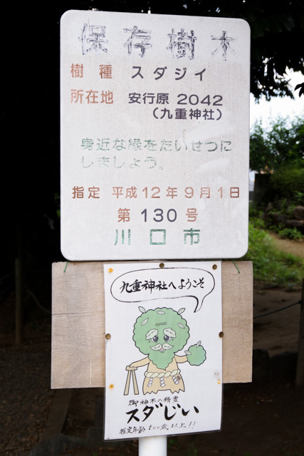 七五三のお参りに埼玉県川口市 九重神社　スダじい