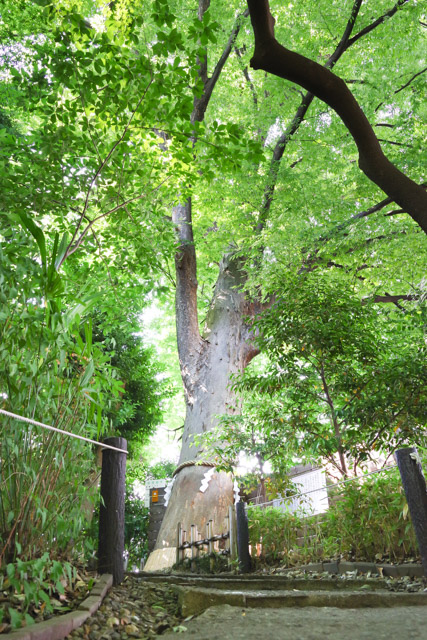 七五三や初宮参りにおすすめの神社 鎮守氷川神社　川口市