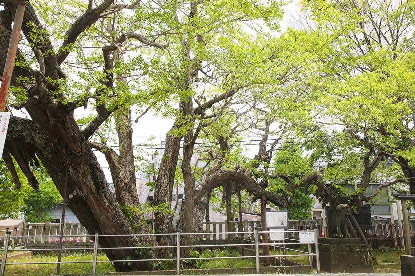 お宮参り・七五三におすすめ千葉県浦安市 豊受神社御神木